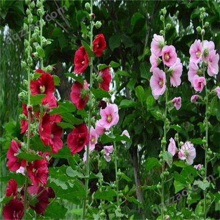 蜀葵花种子  重瓣一丈红阳台盆栽 庭院绿化花海 野花组合四季花卉籽