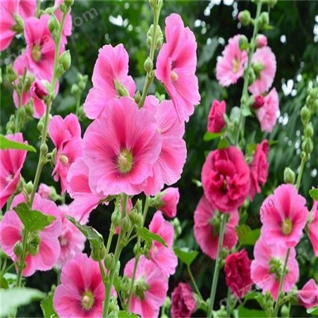 蜀葵花种子  重瓣一丈红阳台盆栽 庭院绿化花海 野花组合四季花卉籽