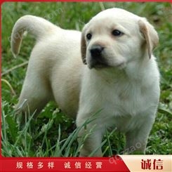 拉布拉多犬宠物犬 成年拉布拉多犬 大型拉不拉多犬 销售供应