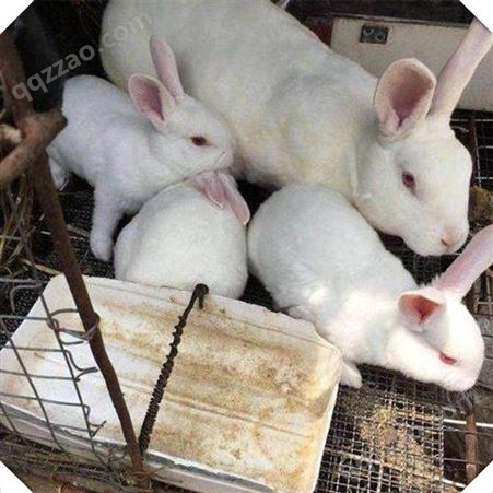 新西兰种兔新西兰肉兔 常年出售新西兰兔兔苗 改良肉兔活体 活体种兔 种兔养殖