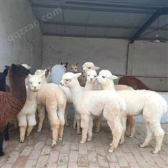 安庆散养改良羊驼 宠物羊驼养殖技术 羊驼市场价格
