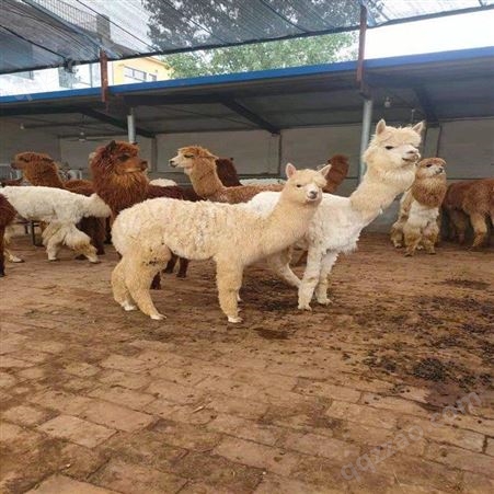 安康观光羊驼养殖场 羊驼幼崽批发 欢迎来电订购羊驼