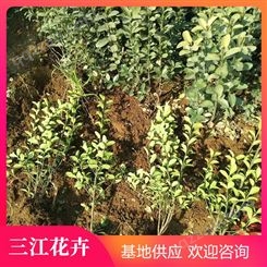 绿化冬青 大叶黄杨 喜温暖气候 株高20-50cm