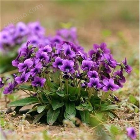 春播紫花地丁种子 多年生植物花草种子联系路拓园林地被覆绿耐寒耐阴