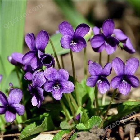 春播紫花地丁种子 多年生植物花草种子联系路拓园林地被覆绿耐寒耐阴