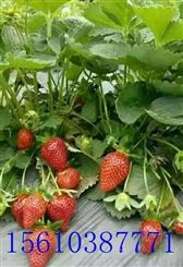 草莓苗基地草莓苗批发基地