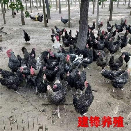 生态鸡养殖 活体贵妃鸡 芦花鸡 五黑鸡 红玉鸡批发建锋禽业厂家供应