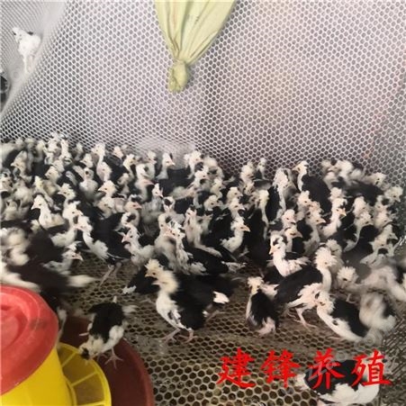 生态鸡养殖 活体贵妃鸡 芦花鸡 五黑鸡 红玉鸡批发建锋禽业厂家供应