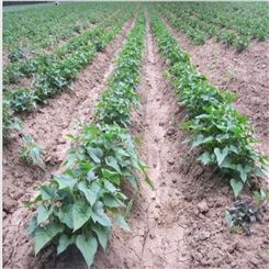 乐农生产紫薯苗 紫薯秧苗种植基地培育各种紫薯苗品种
