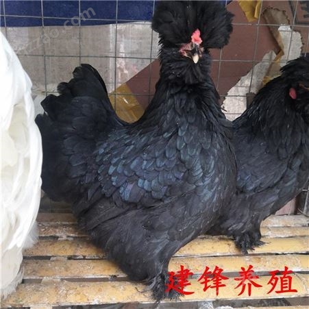 双冠白色元宝鸡 建锋养殖元宝鸡厂家 脱温观赏鸡苗价格