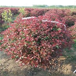 80厘米红叶石楠生产基地 公鼎苗木 80厘米红叶石楠