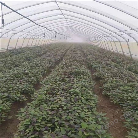 广州紫薯苗（济黑2号）供应