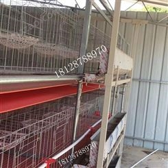 白鸽清屎机器 农业家禽机器 捡蛋送料 喂料清粪机器厂家