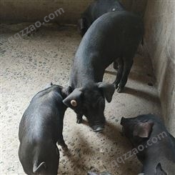德阳市活体小母猪大约克公猪杜洛克梅山母猪供应