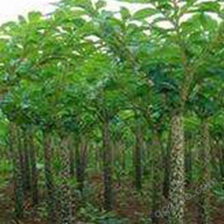 一代花魔芋种子 国盛 免费提供培育技术 基地保底回收
