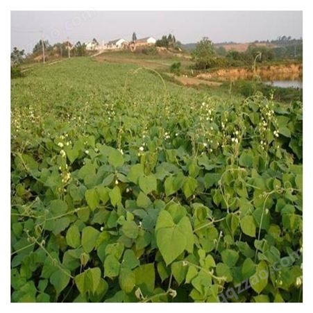 批发供应拉巴豆考拉草种 扁豆种籽 各种植物拉巴豆考拉批发
