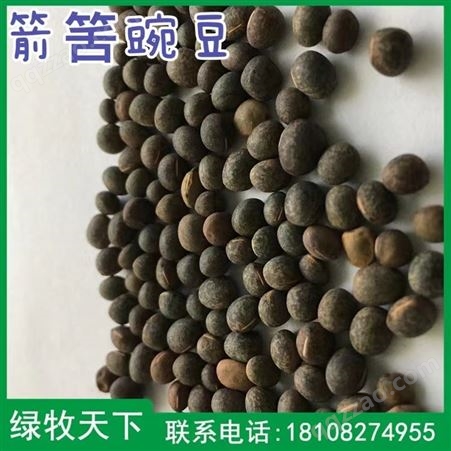 箭舌豌豆种子价格 批发绿化种子价格 四川种子批发厂家