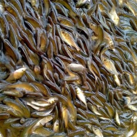 深圳厂家 包头鱼 可以补充营养 延缓衰老 鱼苗批发价格