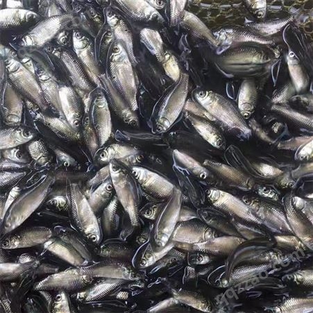 蓝飞鱼 白鲫鱼苗 水产养殖基地 杂食性鱼类 食品农业
