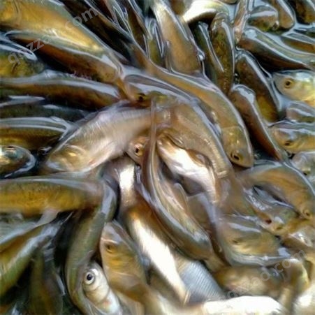 深圳厂家 包头鱼 可以补充营养 延缓衰老 鱼苗批发价格