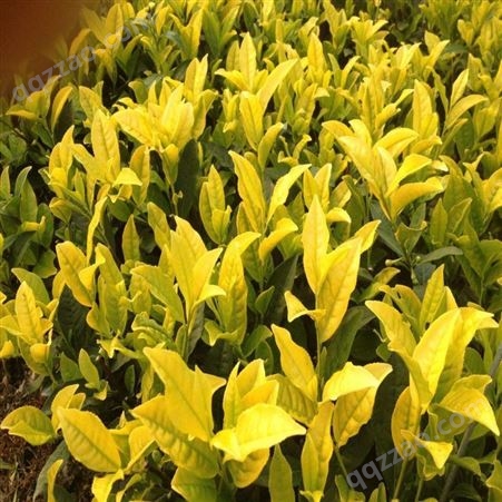 黄金芽茶苗 优质特色黄茶叶 基地直销