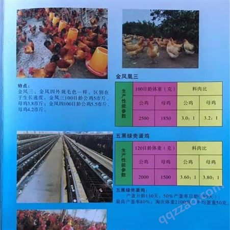 重庆百鸟王农业公司供应优质土鸡苗 土鸡苗种类口感好