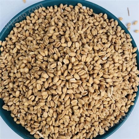 供应小麦 未脱皮带壳小麦 五谷杂粮粗粮谷麦生麦小麦 量大从优