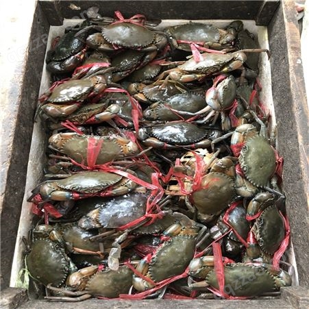 缅甸青蟹 肉蟹 肉质细嫩 缅甸蟹一手货源批发