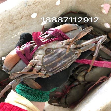 缅甸青蟹 肉蟹 肉质细嫩 缅甸蟹一手货源批发