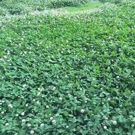 广西柳州白三叶草种草坪种子