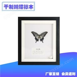 厂家批发蝴蝶标本直销大规格PS黑框干制蝴蝶教学标本
