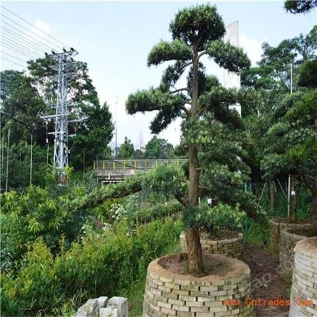 现货出售 罗汉松造型树 庭院绿化 风景优美 精品罗汉松树