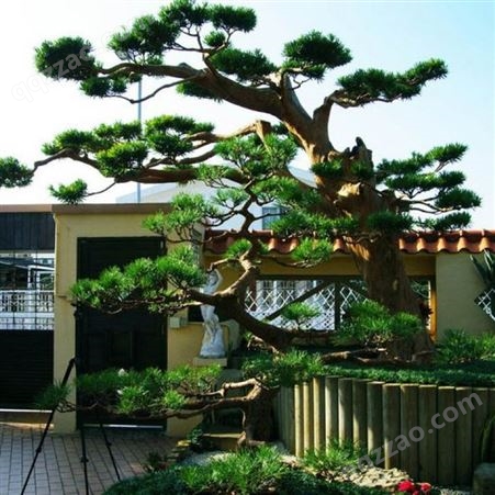广东罗汉松大树造型造型盆景树苗报价富红兴庭院私家花园设计