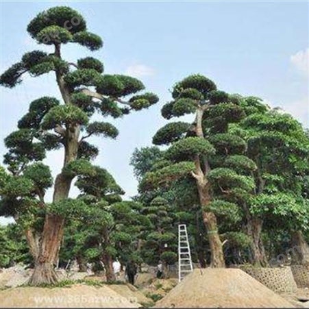 广东罗汉松大树造型造型盆景树苗报价富红兴庭院私家花园设计